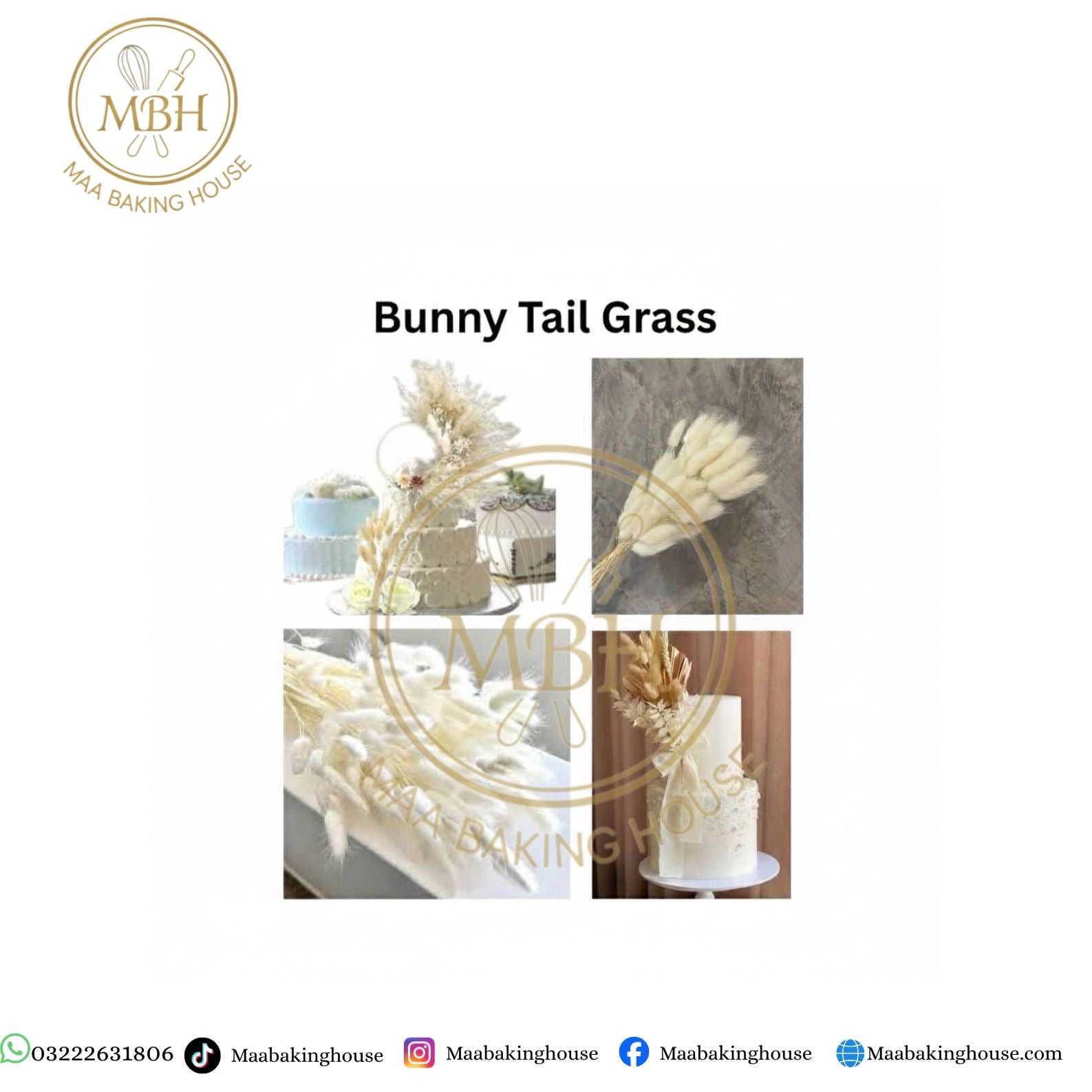 Bunny Tail Grass