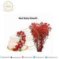 Red Baby Breath